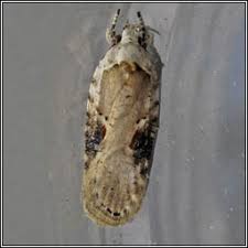 Attēlu rezultāti vaicājumam “Agonopterix alstromeriana”