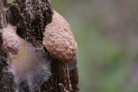 Attēlu rezultāti vaicājumam “Fuligo septica cf. rufa spores”