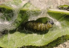 Attēlu rezultāti vaicājumam “Hedya nubiferana”