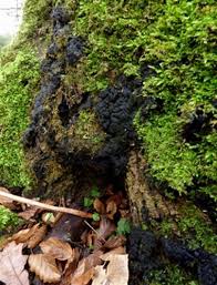 Attēlu rezultāti vaicājumam “Kretzschmaria deusta”