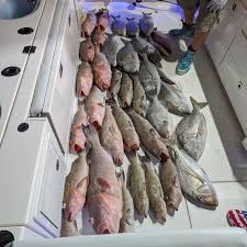 Image result for Calamus nodosus