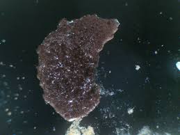 Attēlu rezultāti vaicājumam “Colloderma robustum”