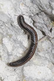 Attēlu rezultāti vaicājumam “Ommatoiulus vilnensis”