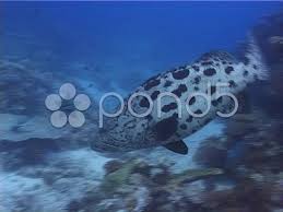 Image result for Epinephelus tukula