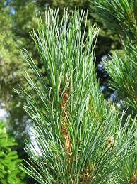 Image result for Pinus cembra