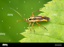 Attēlu rezultāti vaicājumam “Stenotus binotatus”