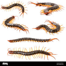 Attēlu rezultāti vaicājumam “Chilopoda”