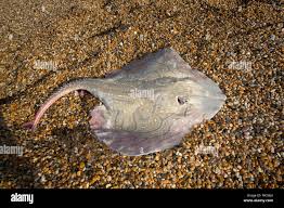 Image result for Raja undulata