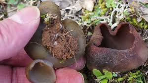 Attēlu rezultāti vaicājumam “Peziza badia”