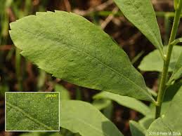 Attēlu rezultāti vaicājumam “Myrica gale leaf”