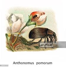Attēlu rezultāti vaicājumam “Anthonomus pomorum”