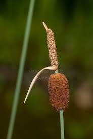 Attēlu rezultāti vaicājumam “Typhaceae”