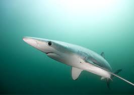 Image result for Prionace glauca