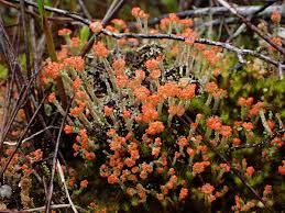 Attēlu rezultāti vaicājumam “Cladonia floerkeana”