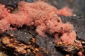 Attēlu rezultāti vaicājumam “Badhamia affinis”