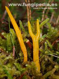 Attēlu rezultāti vaicājumam “Calocera viscosa”