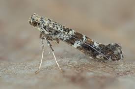 Attēlu rezultāti vaicājumam “Gracillaria syringella larva”