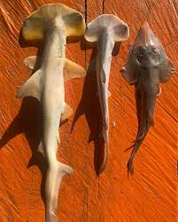 Image result for Sphyrna corona