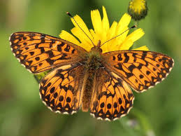 Attēlu rezultāti vaicājumam “Boloria titania”