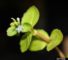 Attēlu rezultāti vaicājumam “Veronica beccabunga bud”