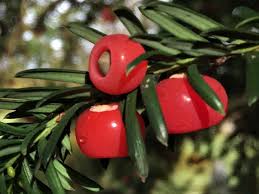 Attēlu rezultāti vaicājumam “Taxus baccata fruit”