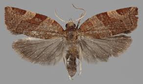 Attēlu rezultāti vaicājumam “Pandemis cinnamomeana female”