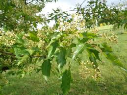 Attēlu rezultāti vaicājumam “Acer tataricum subsp. ginnala bud”