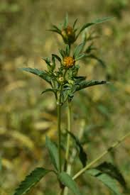 Attēlu rezultāti vaicājumam “Bidens frondosa fruit”