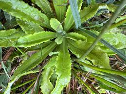 Attēlu rezultāti vaicājumam “Primula farinosa leaf”