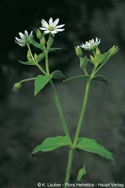 Attēlu rezultāti vaicājumam “Myosoton aquaticum flower”