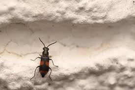 Attēlu rezultāti vaicājumam “Anthocomus fasciatus”