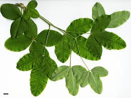 Image result for Laburnum anagyroides