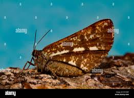 Attēlu rezultāti vaicājumam “Bupalus piniaria male”