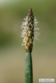 Attēlu rezultāti vaicājumam “Eleocharis palustris”