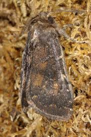 Attēlu rezultāti vaicājumam “Rusina ferruginea”