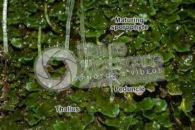 Attēlu rezultāti vaicājumam “sporophyte”