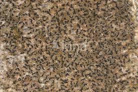 Attēlu rezultāti vaicājumam “Opegrapha rufescens”