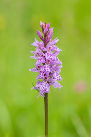 Attēlu rezultāti vaicājumam “Dactylorhiza fuchsii bud”