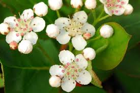 Attēlu rezultāti vaicājumam “Aronia melanocarpa flower”