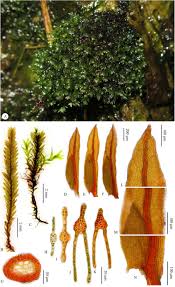 Attēlu rezultāti vaicājumam “Fissidens”