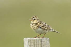 Attēlu rezultāti vaicājumam “Alauda arvensis adult”