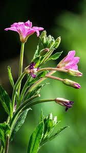 Attēlu rezultāti vaicājumam “Epilobium parviflorum”