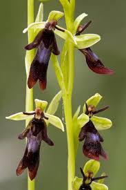 Attēlu rezultāti vaicājumam “Ophrys insectifera”