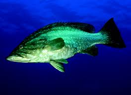 Image result for Mycteroperca rubra