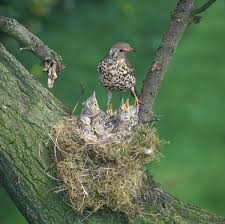 Attēlu rezultāti vaicājumam “Turdus viscivorus nest”