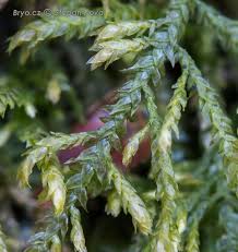 Attēlu rezultāti vaicājumam “Harpanthus flotovianus”