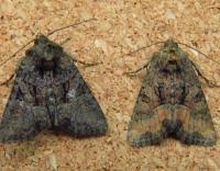 Attēlu rezultāti vaicājumam “Oligia sp.”