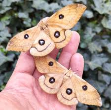 Attēlu rezultāti vaicājumam “Aglia tau”