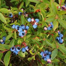 Attēlu rezultāti vaicājumam “Vaccinium angustifolium”