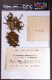 Attēlu rezultāti vaicājumam “Harpanthus flotovianus”